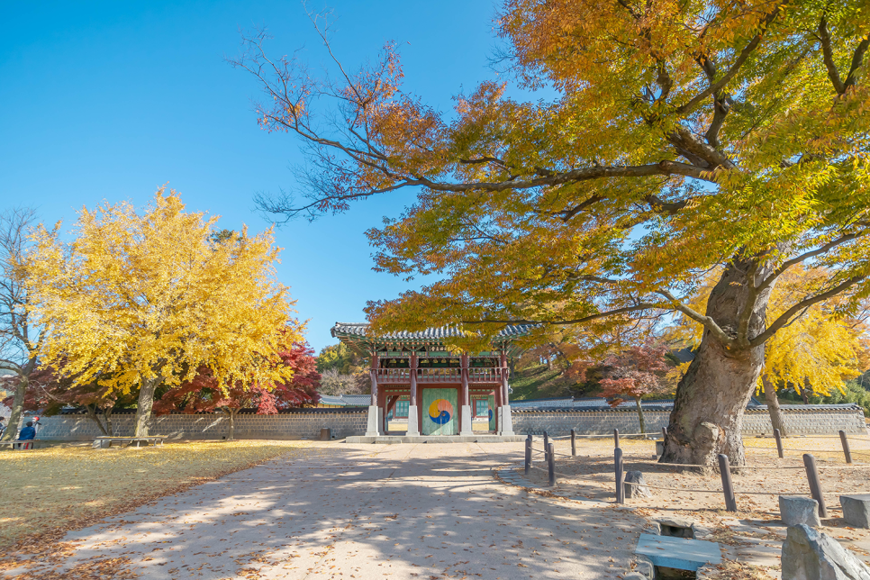 충남 서산 가볼만한곳 서산향교 은행나무, 고북 국화축제, 해미읍성 11월 여행지 추천!