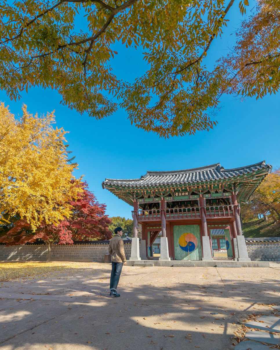 충남 서산 가볼만한곳 서산향교 은행나무, 고북 국화축제, 해미읍성 11월 여행지 추천!