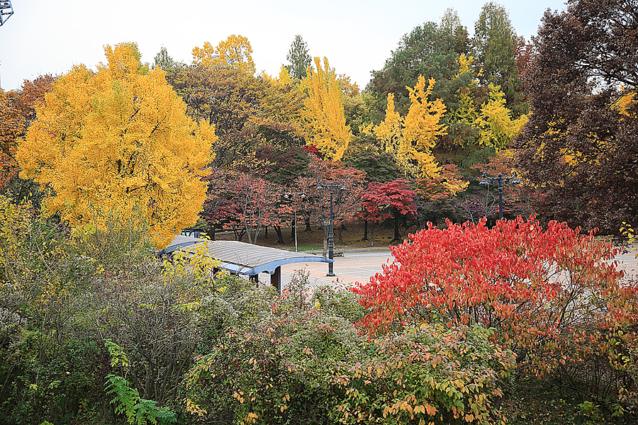 서울 올림픽공원 핑크뮬리 댑싸리 위치 산책하기 좋은곳 가을 꽃구경 서울 공원 추천