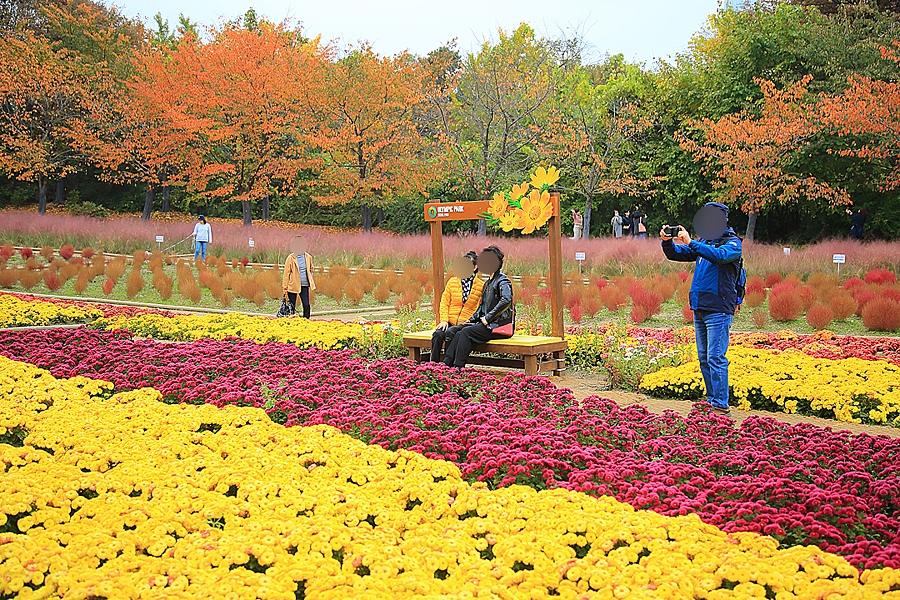 서울 올림픽공원 핑크뮬리 댑싸리 위치 산책하기 좋은곳 가을 꽃구경 서울 공원 추천