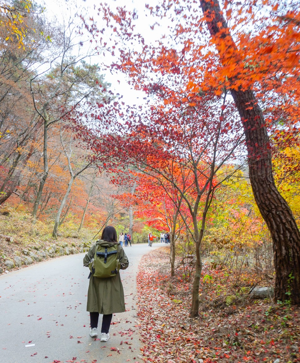 가스톤루가 최대 할인 '블랙프라이데이' 레세날 백팩 메고 용문사 나들이