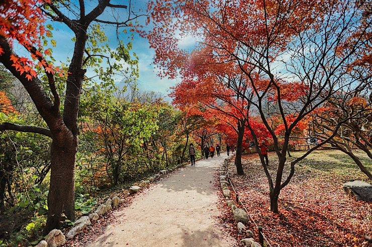 가을단풍의 절정 내장사 단풍명소 걷기 _ 11월 1주 주간일기