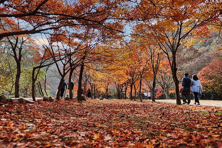 가을단풍의 절정 내장사 단풍명소 걷기 _ 11월 1주 주간일기