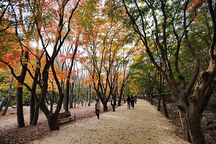 가을단풍의 절정 내장사 단풍명소 걷기 _ 11월 1주 주간일기