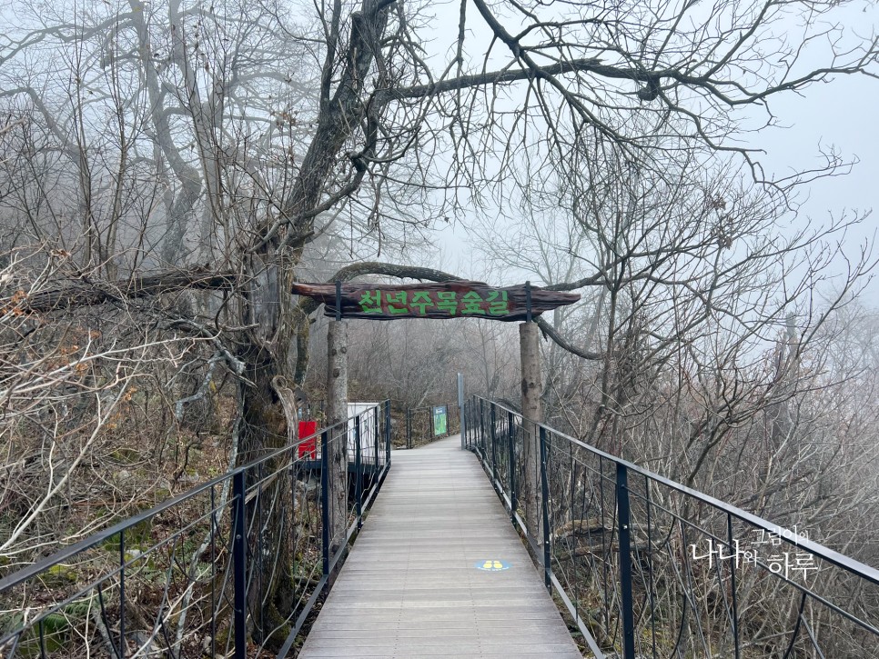 용평리조트 천년주목숲길 강원도1박2일 코스 나도 고고