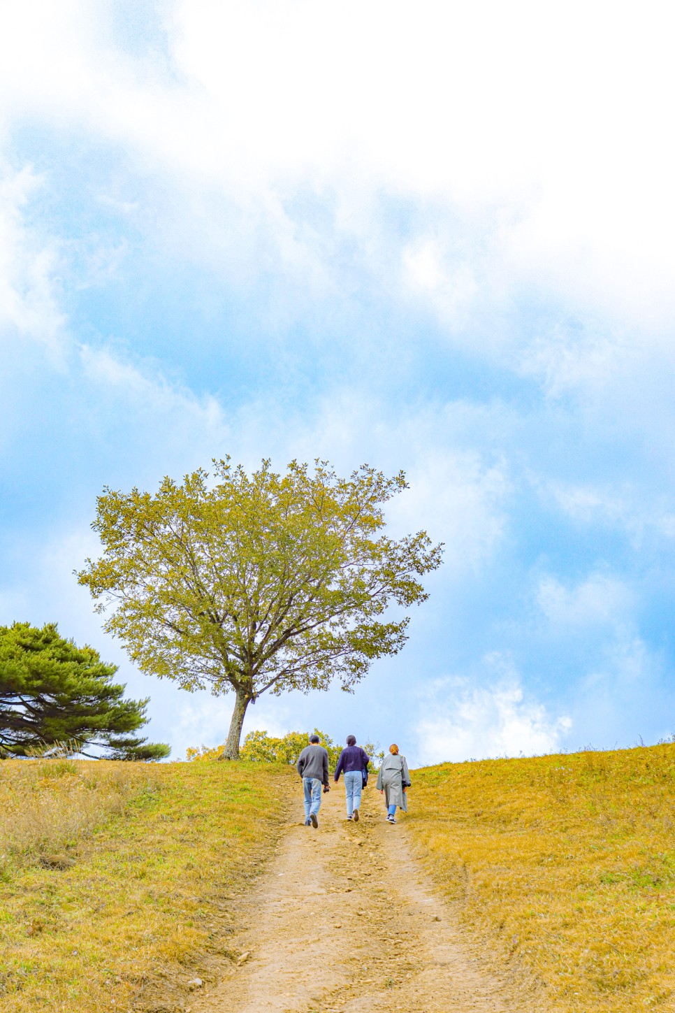 강원도 평창 여행, 디지털 관광 주민증으로 즐기는 여행 코스 :: 스페이스 창공, 평창 캠프닉, 옐로우트리 카페, 산너미 목장, 육백마지기, 육십마지기,평창관광택시,평창여행자카드