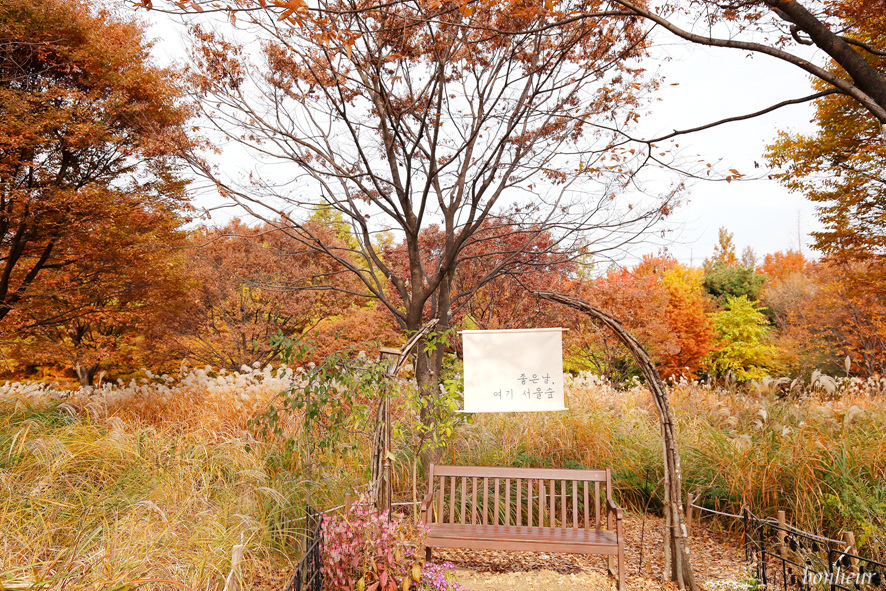 성수동 서울숲 단풍 은행나무길 서울 산책로, 주차 정보