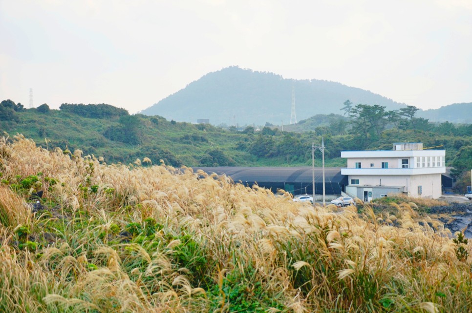 제주 갈만한곳 제주도 우무 푸딩 제주도 핫플레이스 모음