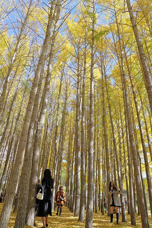 경주 도리마을 은행나무숲 가을 단풍 명소 국내 커플 여행지