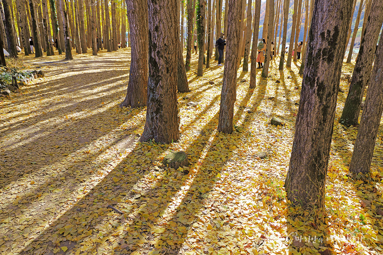 경주 도리마을 은행나무숲 가을 단풍 명소 국내 커플 여행지