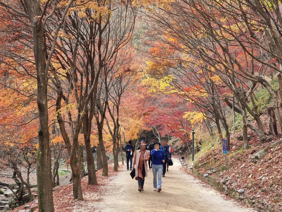 전라도 여행지 추천 순창 강천산 아기 단풍 길 따라 강천사까지