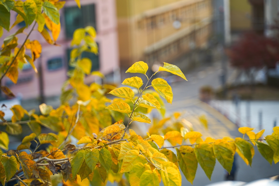 겐코, NOSTALTONE Orange 감성사진 효과 카메라필터