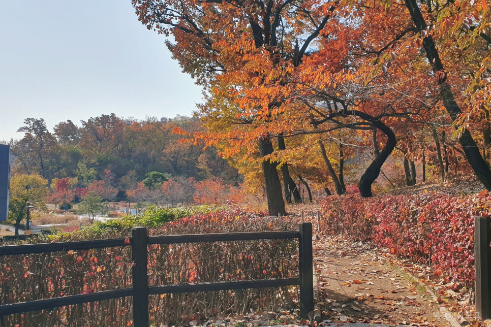 가을 국내 여행 북서울 꿈의숲 단풍 국내 여행지 추천 걷기좋은길