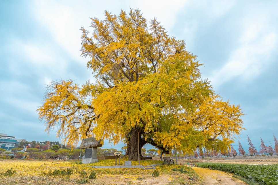 서산 가볼만한곳 아직 한창인 은행나무 11월 서산여행 명소로 추천!