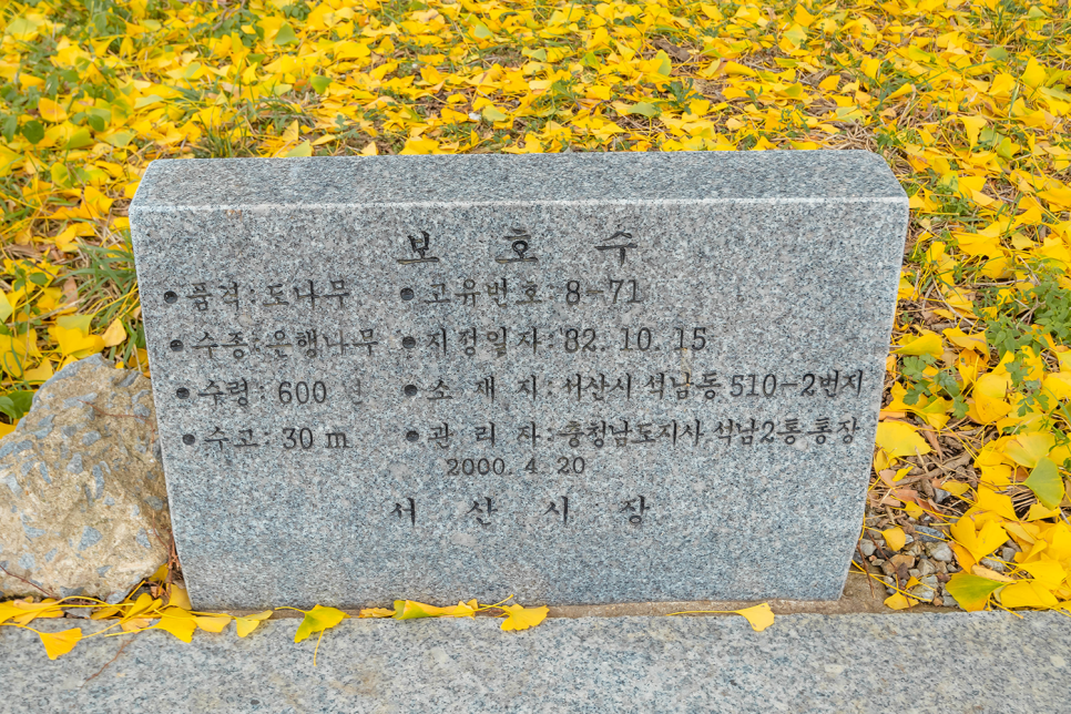 서산 가볼만한곳 아직 한창인 은행나무 11월 서산여행 명소로 추천!