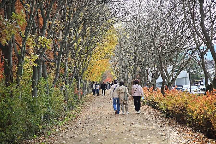 경북 경주 산림환경연구원 천년숲정원 가을 여행지 산책 경주 드라이브 코스