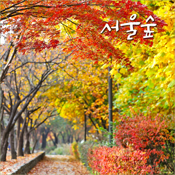 가을 국내 여행 서울 가볼만한곳 성수동 서울숲 단풍 숲길
