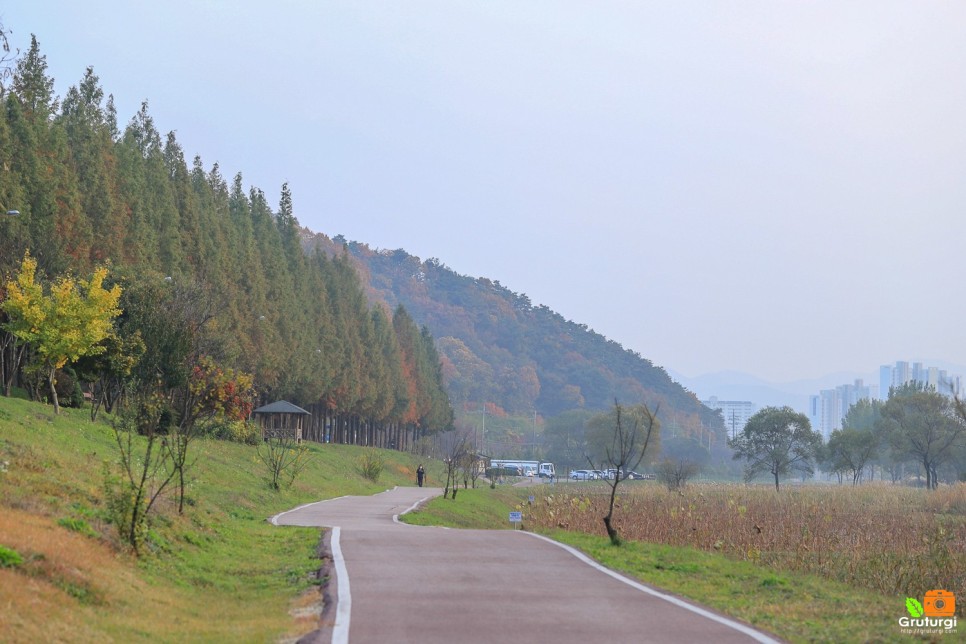 충남 여행지 정안천 생태공원 공주 메타세콰이어길 가을나들이