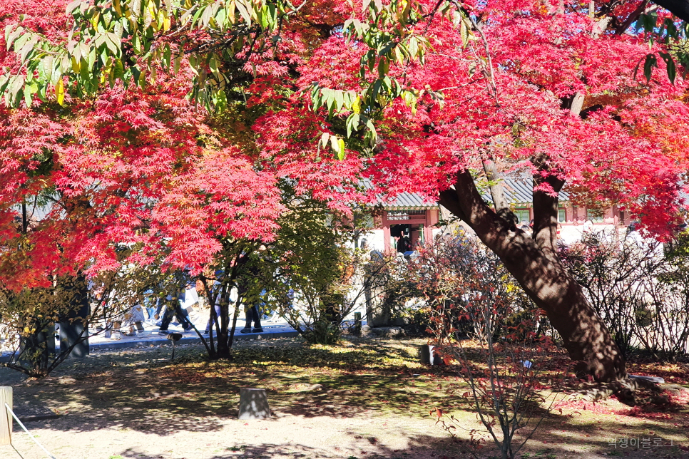 서울 가볼만한곳 가을에 창덕궁 단풍 11월 여행지 사진찍기 좋은곳