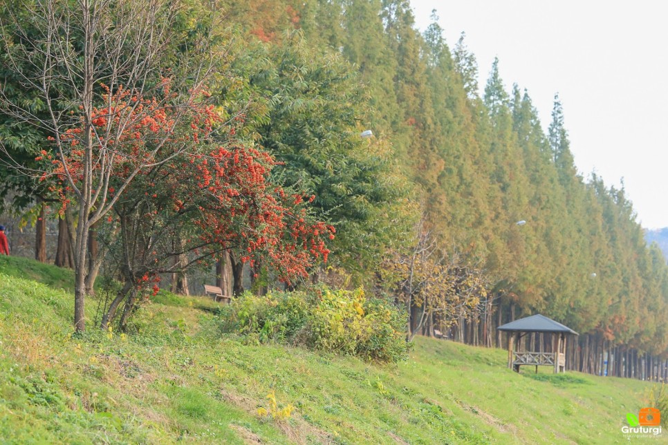 충남 여행지 정안천 생태공원 공주 메타세콰이어길 가을나들이