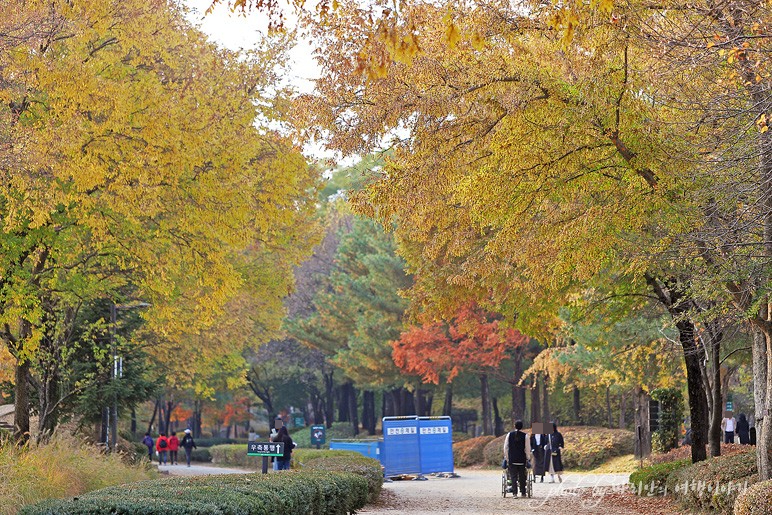가을 국내 여행 서울 가볼만한곳 성수동 서울숲 단풍 숲길