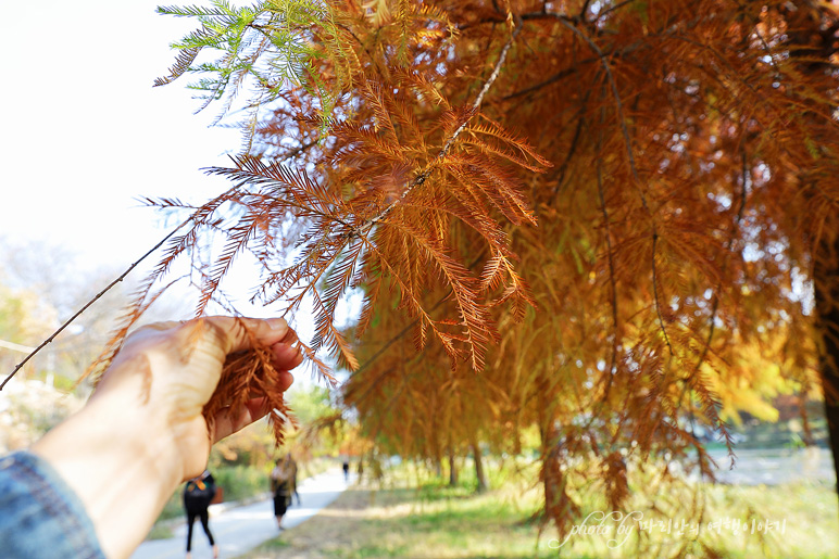 담양 관방제림 11월 가을에 가볼만한곳 가을 여행