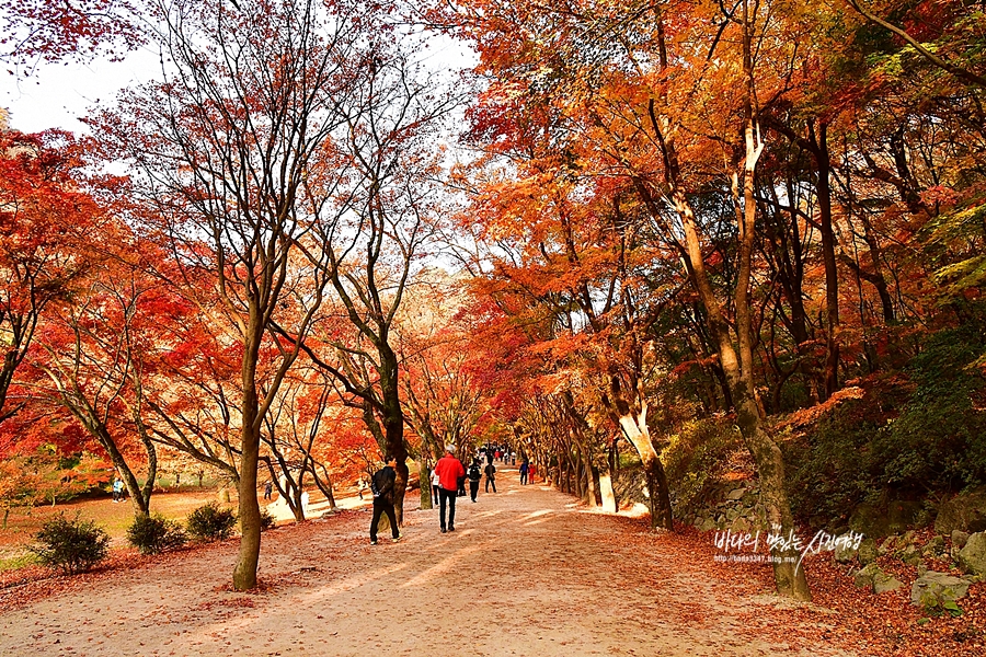 정읍 가볼만한곳 정읍 쌍화차거리 정읍사문화공원 내장산국립공원