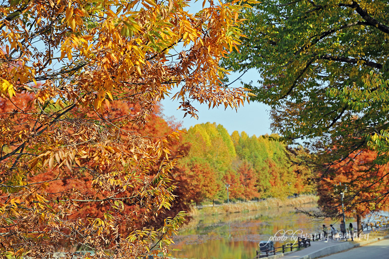 담양 관방제림 11월 가을에 가볼만한곳 가을 여행