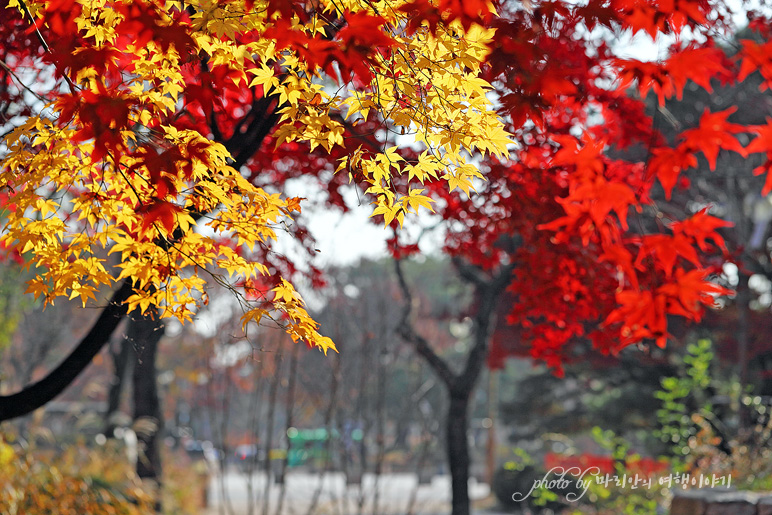 강원도 춘천 갈만한곳 강원도립화목원 단풍 구경~