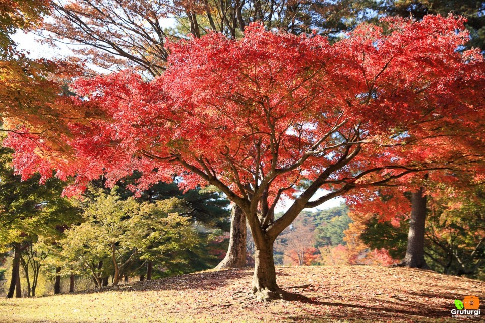 당일여행 아산 현충사 놀거리 구경 단풍 여행