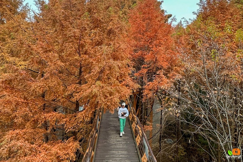 대전 명소 볼거리 장태산자연휴양림 수목원 산책로 당일치기