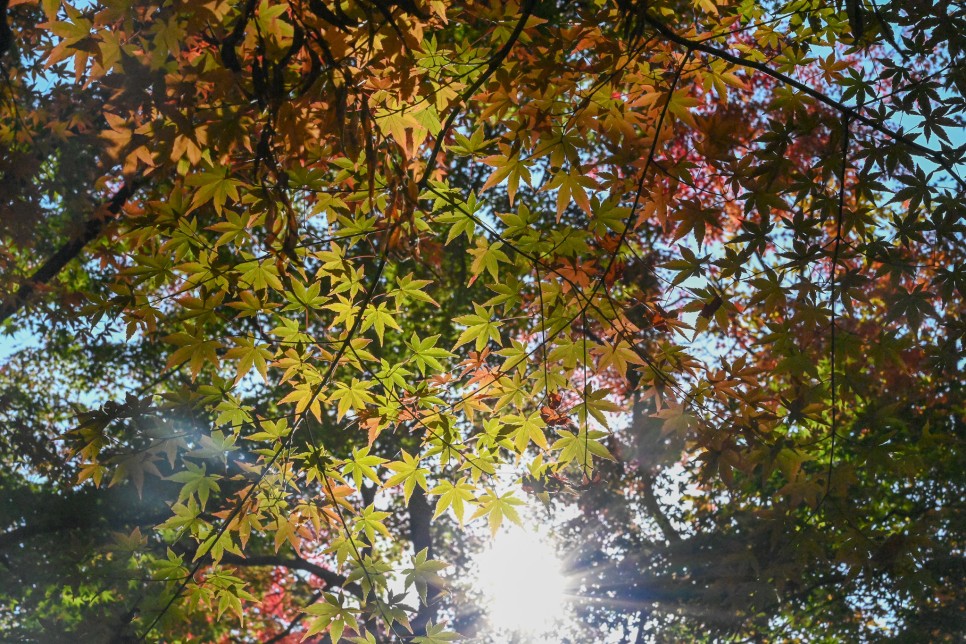니콘 풀프레임 미러리스카메라로 찍은 경주불국사 단풍 가을풍경