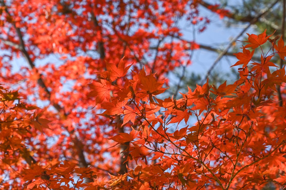 니콘 풀프레임 미러리스카메라로 찍은 경주불국사 단풍 가을풍경