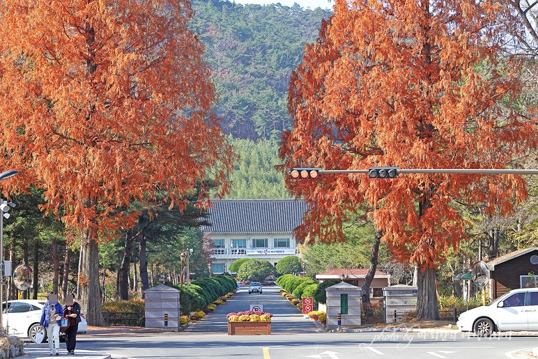 경주 여행 코스 경북산림환경연구원/경북천년숲정원 수목원 가을 나들이