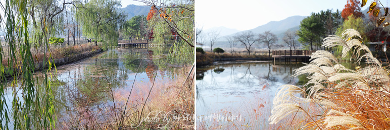 경주 여행 코스 경북산림환경연구원/경북천년숲정원 수목원 가을 나들이