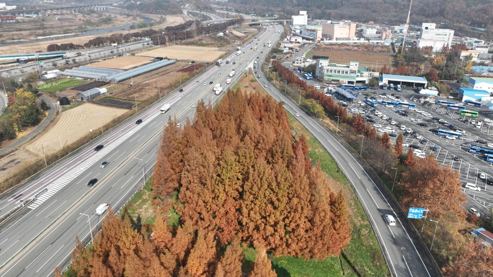 도시, 스트레스, 우울 말고 회덕 메타세쿼이아 길