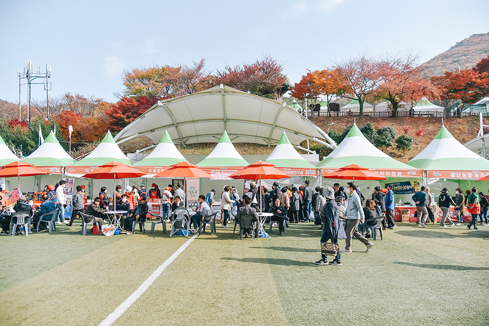 국내 가을 전남축제 전라도 2022 해남미남축제 후기