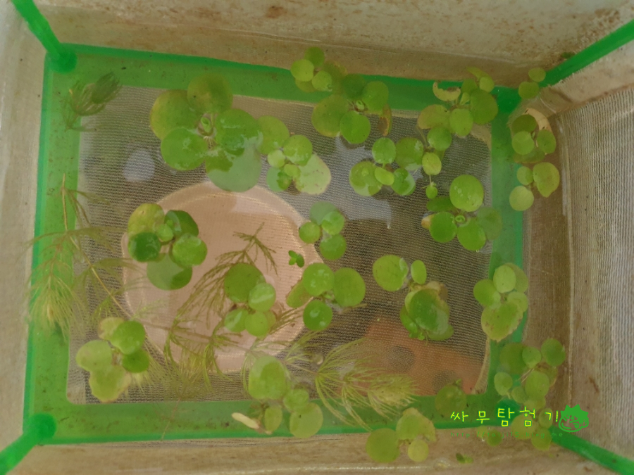 리빙박스 어항 연못 나름 무무항 공기정화식물 스킨답서스 수경재배 물달팽이들 바글바글