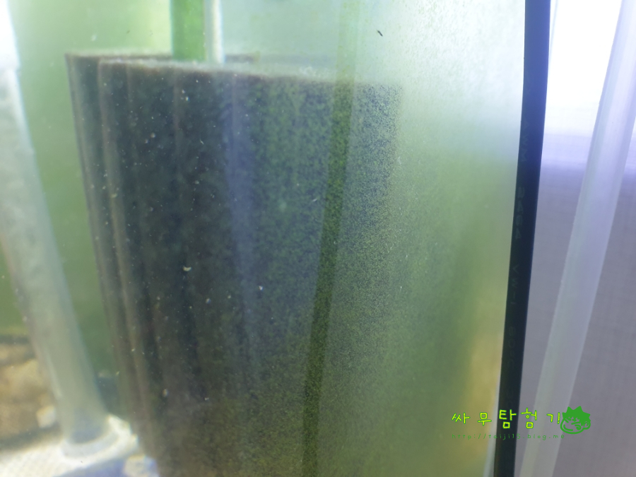리빙박스 어항 연못 나름 무무항 공기정화식물 스킨답서스 수경재배 물달팽이들 바글바글
