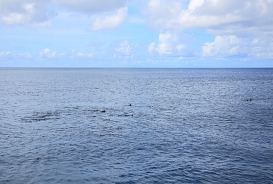 괌 돌핀크루즈 액티비티 괌스노쿨링 돌고래와칭 10월 해외여행지