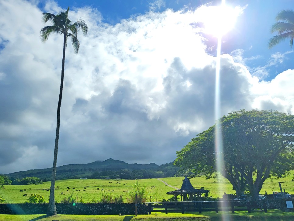 하와이 신혼여행 하나마우이 리조트 데스티네이션 바이 하얏트 후기
