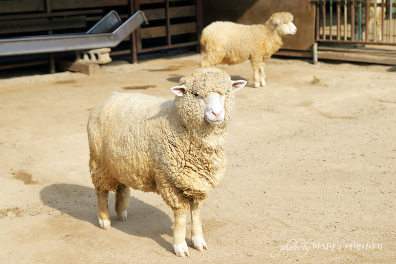 아이와 가볼만한곳 아이들과 추천 춘천 육림랜드 놀이동산