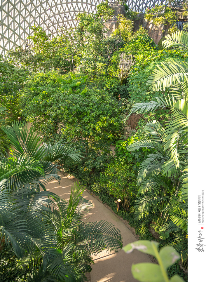 거제 식물원 정글돔 거제 실내 가볼만한곳 거제도 볼거리 거제 돔 식물원