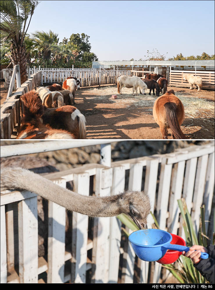 제주도 감귤체험 추천 제주도 아이와 가볼만한곳 제주 감귤체험 카페