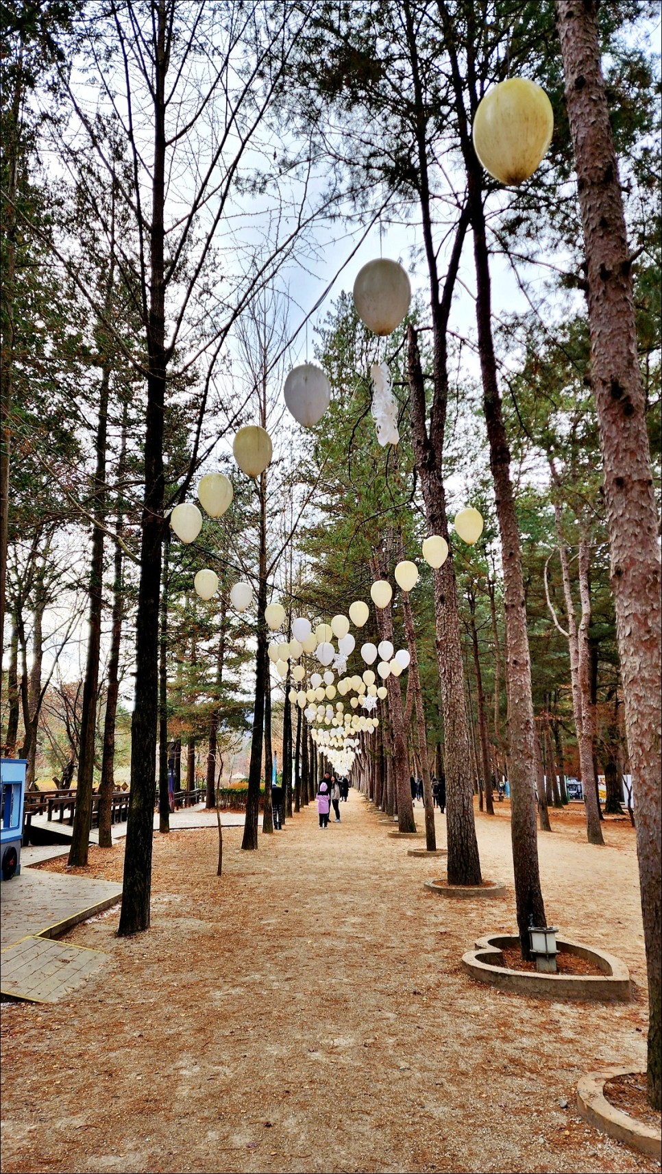 강원도 춘천 가볼만한곳 남이섬 애견동반 여행 배 시간표 춘천 데이트코스!