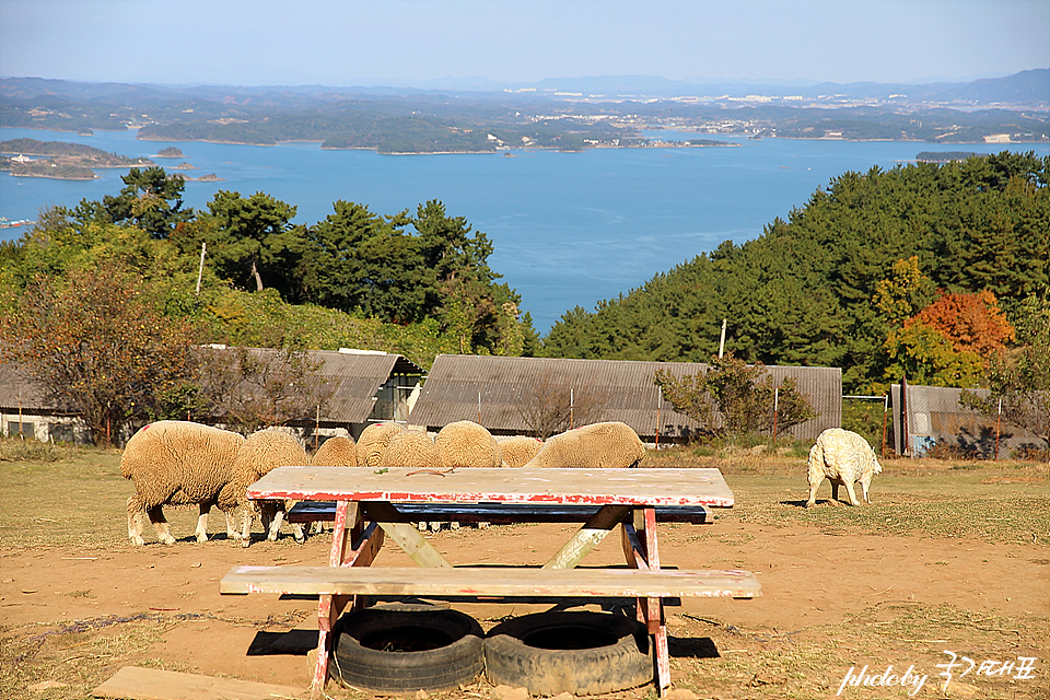 남해 여행 남해 양떼목장 양모리학교 동물먹이주기체험