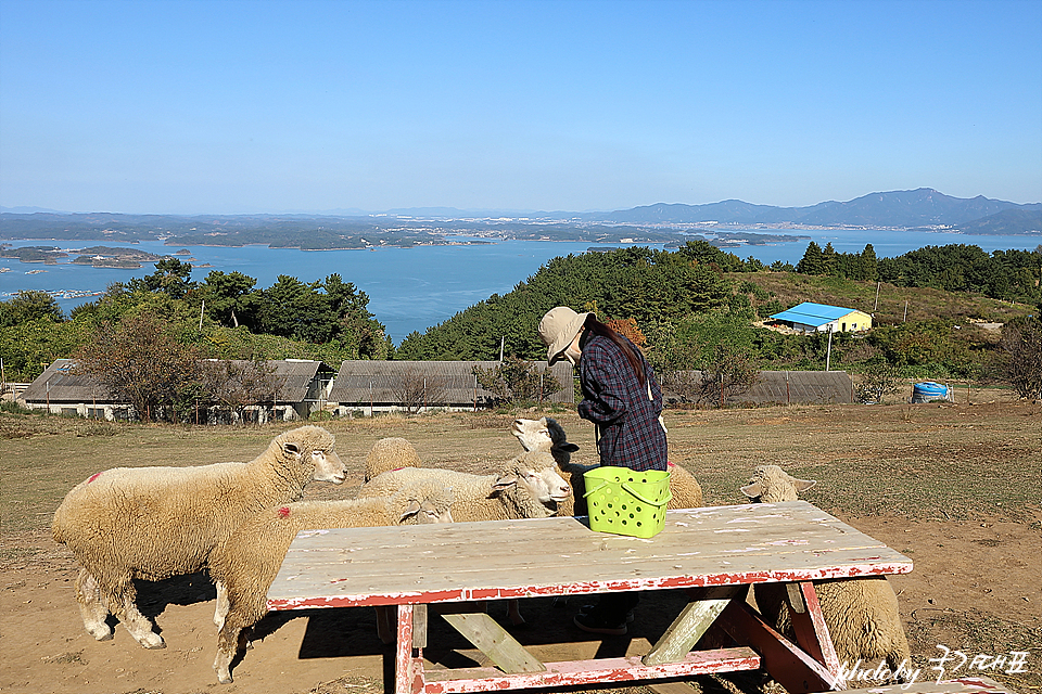 남해 여행 남해 양떼목장 양모리학교 동물먹이주기체험