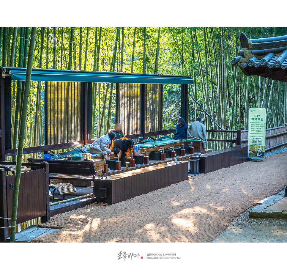 전남 여행 담양 죽녹원 대나무숲 담양 드라이브