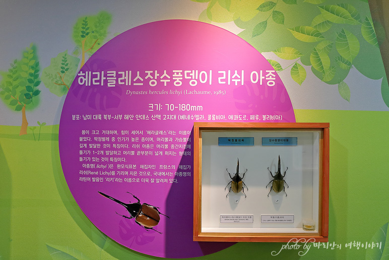 서울근교 여행 양평 곤충박물관 아이들과 경기도 실내 가볼만한곳