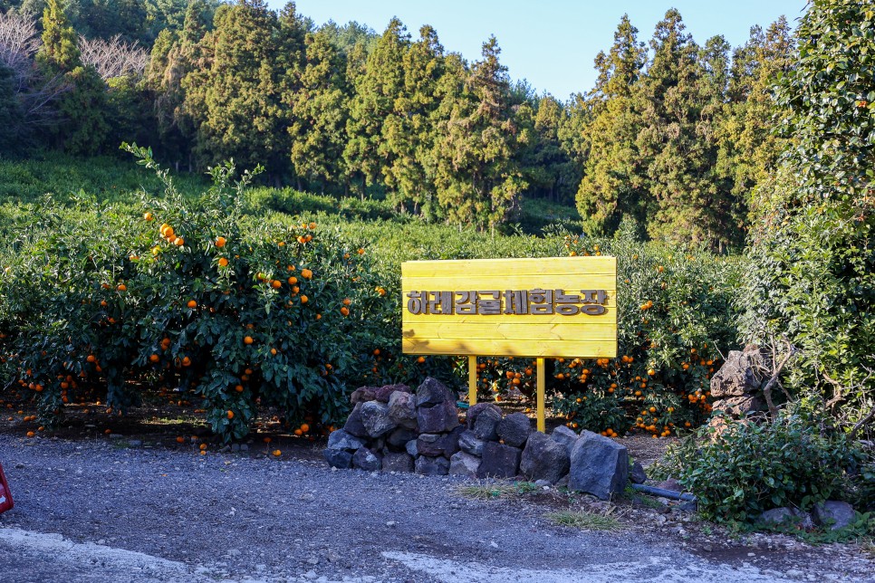 제주 서귀포 귤따기체험 하례감귤 체험 농장 후기